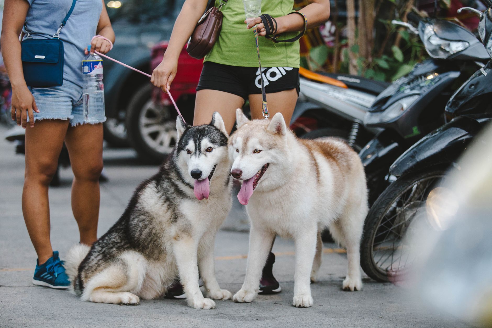 Husky v lete s dvojitou srsťou