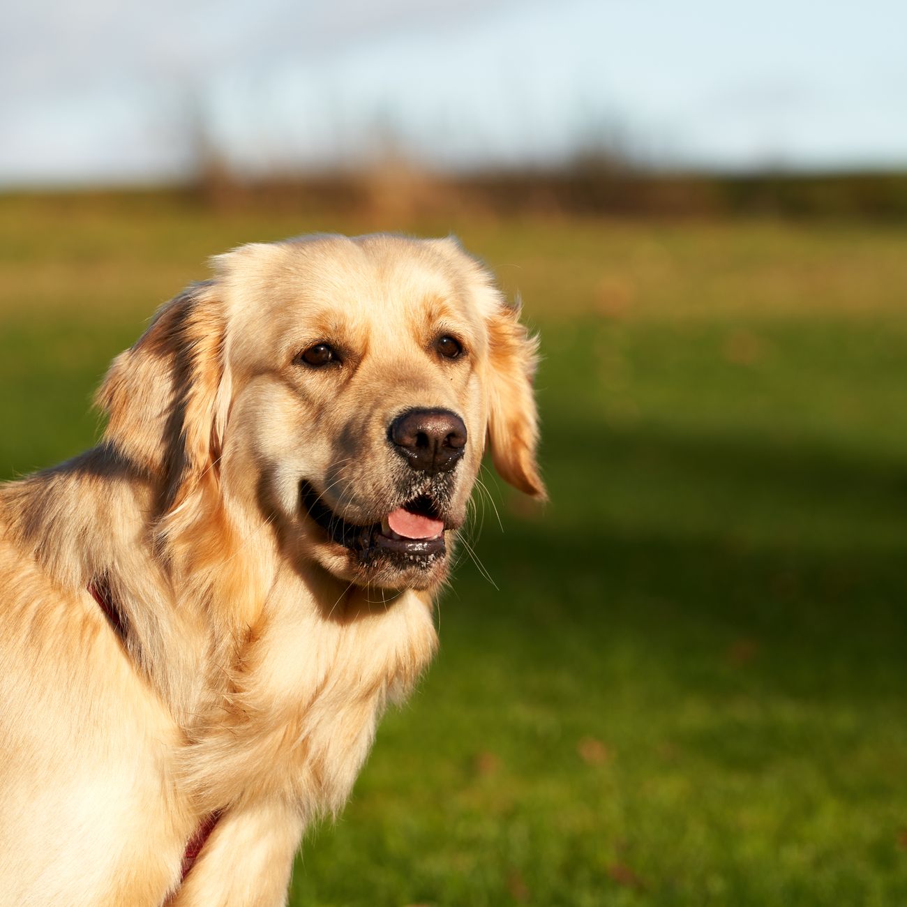 Upravený golden retriever